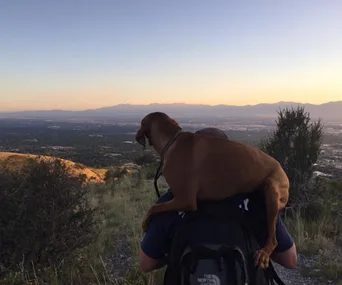 Firefighter carries an injured brown dog down a mountain at sunset, overlooking a scenic valley view.