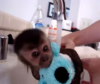 A baby monkey clings to a blue stuffed toy while being bathed under a faucet, looking hesitant.