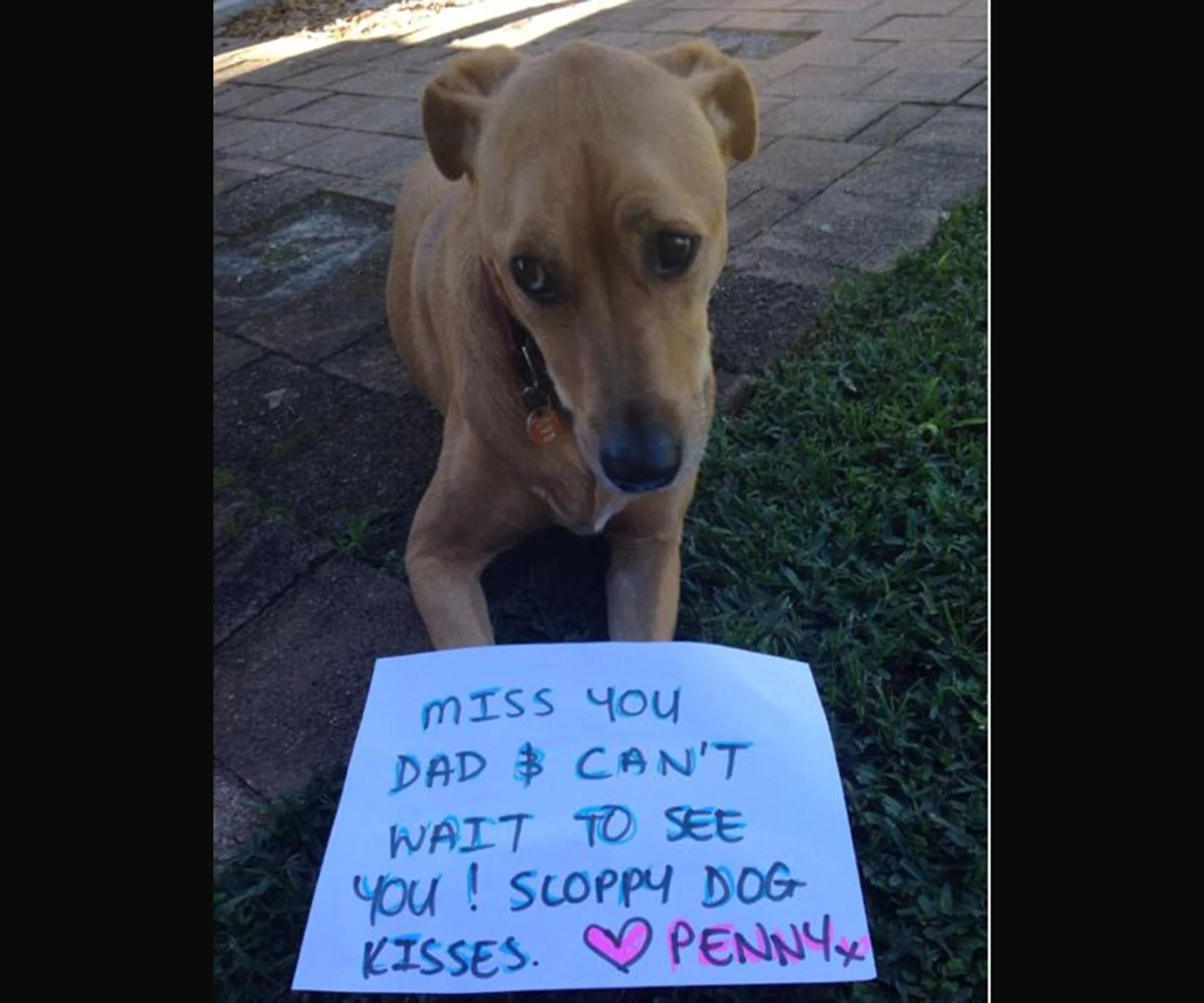 Dog lying on grass with a handwritten sign saying it misses its owner, signed with a heart and "PENNY."