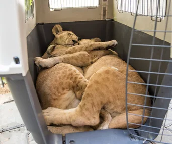 Two lion cubs resting together inside a pet carrier.