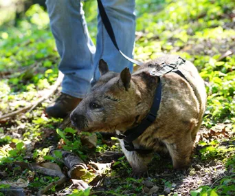 Wombat on a leash walking in a sunlit woodland area, accompanied by a person in jeans and boots.