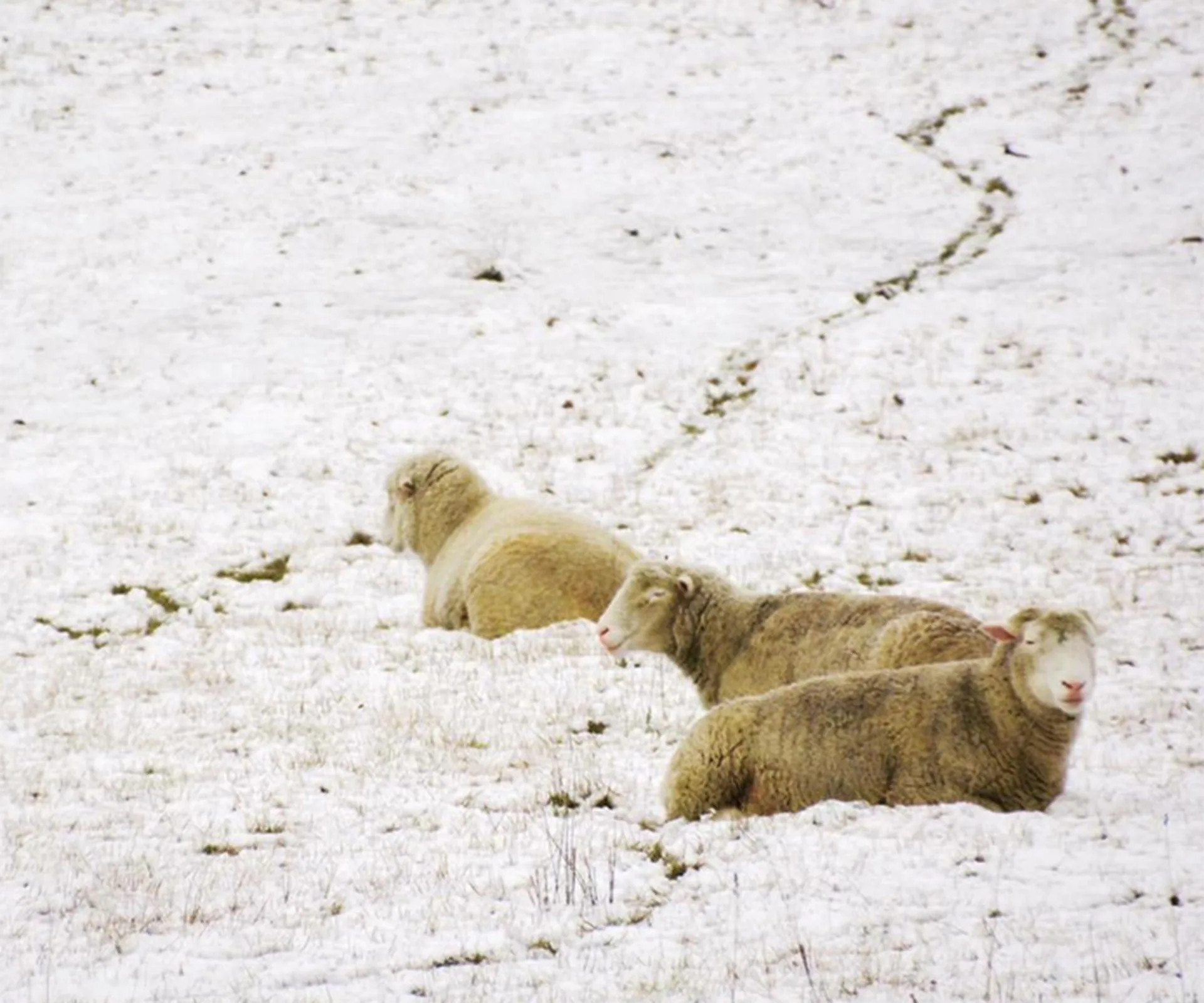 Sheep lying on a snow-covered field during a cold winter day in Australia.