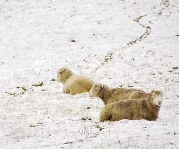 Sheep lying on a snow-covered field during a cold winter day in Australia.