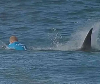 Surfer encounters a shark in the ocean, with dorsal fin visible nearby, during a live TV event.