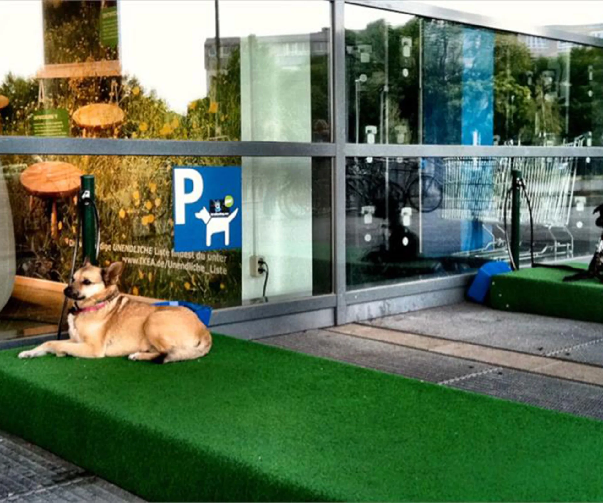 Dog relaxing on a green mat outside IKEA with a dog parking sign behind it.