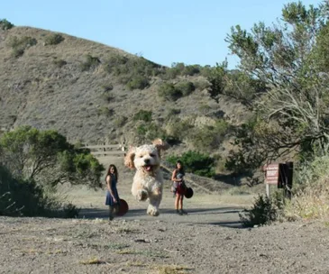 Camera angle makes dogs look like giants