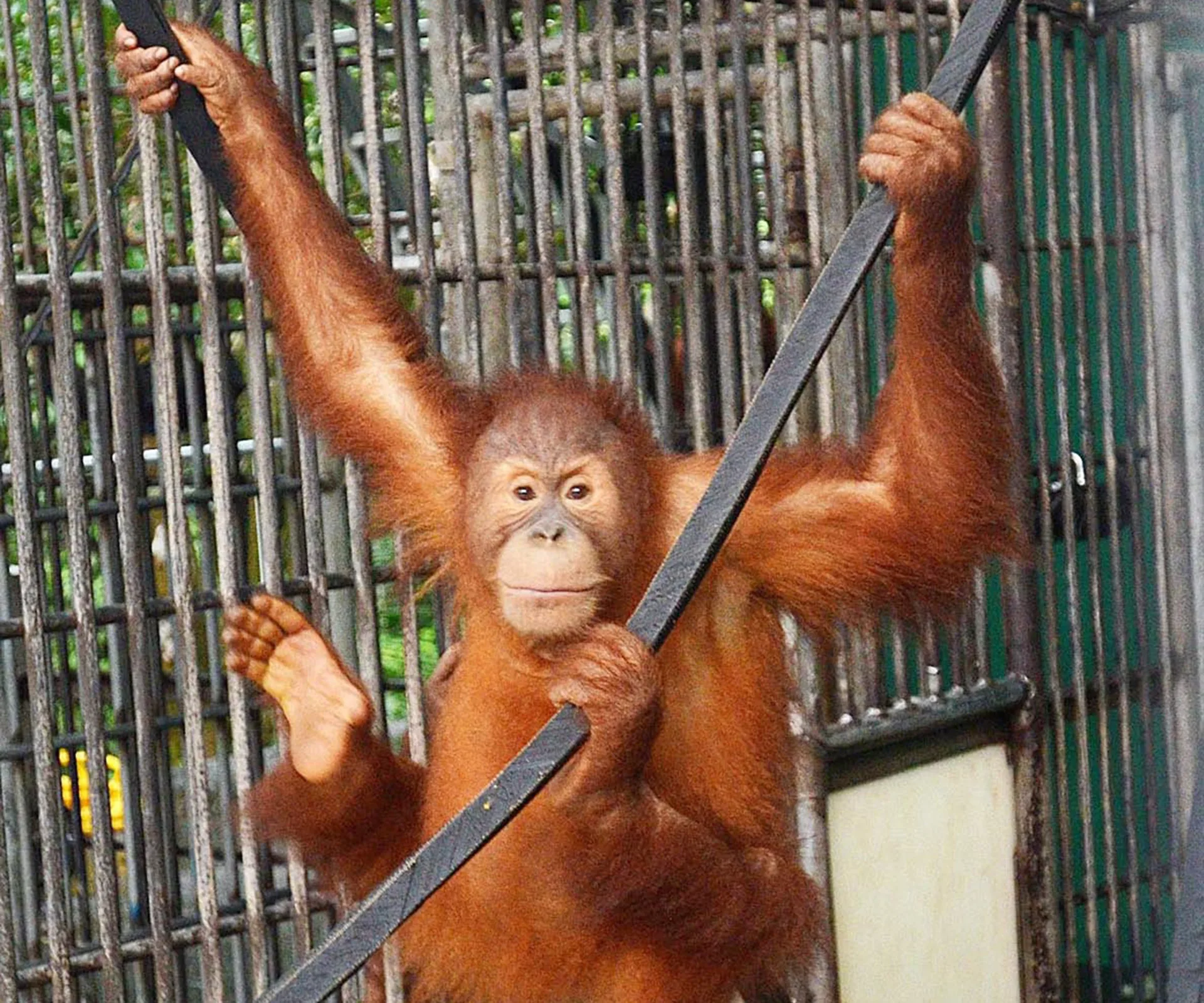 An orangutan in a cage holds onto bars, depicting life in captivity.
