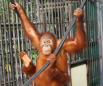 An orangutan in a cage holds onto bars, depicting life in captivity.