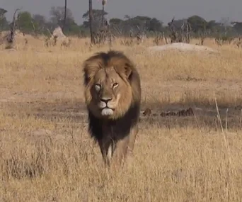 Famous lion found skinned and beheaded