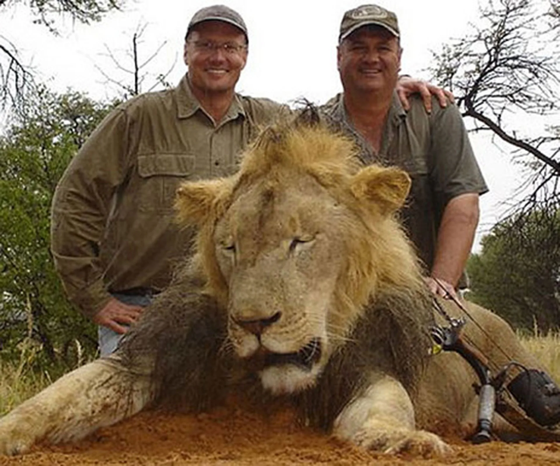 Two men pose triumphantly behind a deceased lion in a hunting scene.