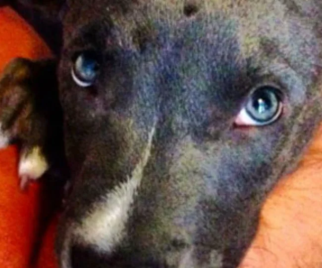 A close-up of a dog with blue eyes and a white snout, looking upwards, with an orange background.