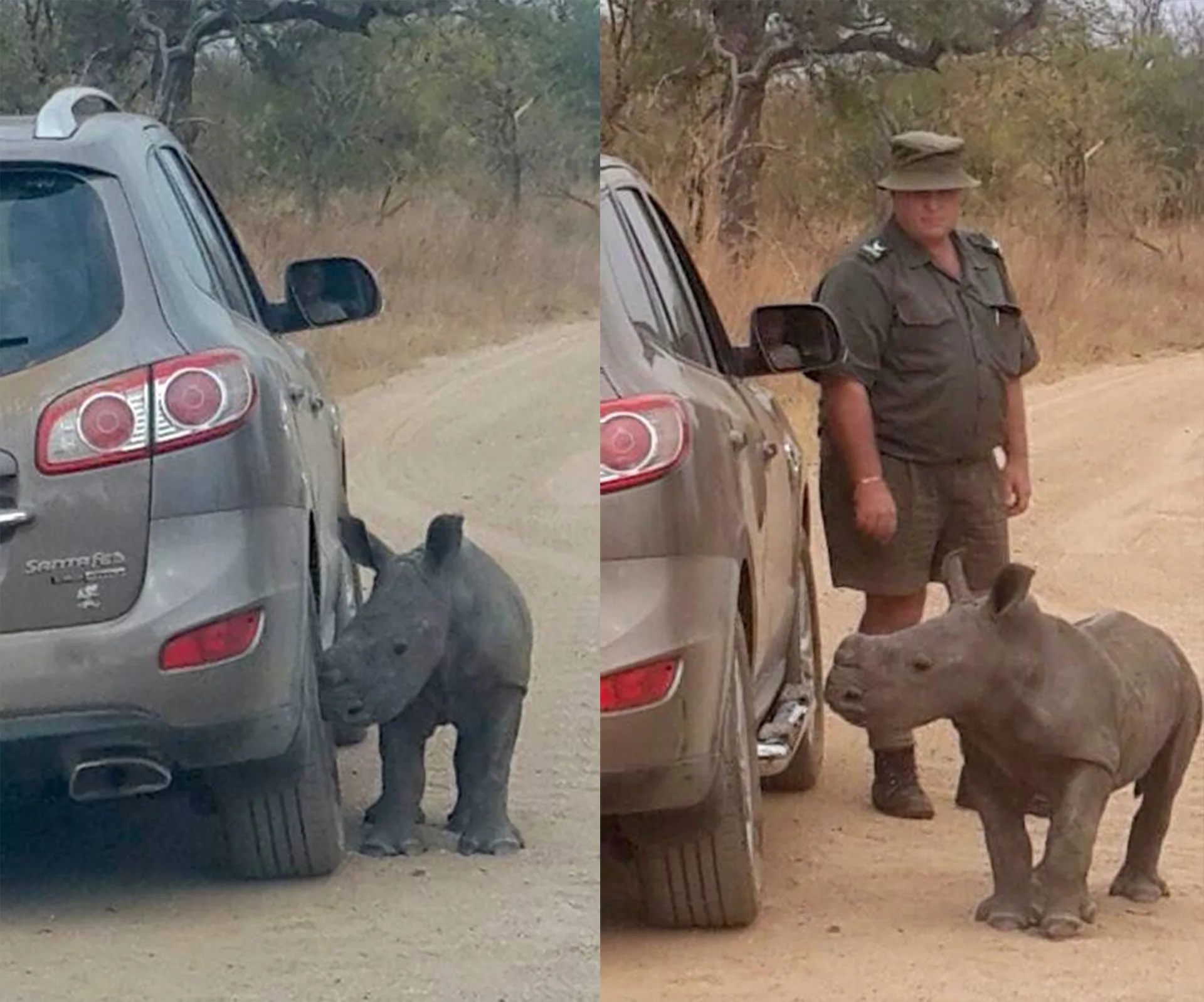 A baby rhino nuzzles a car tire, mistaking it for its mother, with a person in uniform standing nearby on a dirt road.