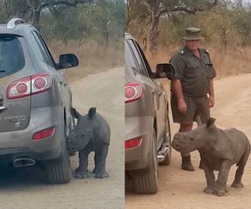 A baby rhino nuzzles a car tire, mistaking it for its mother, with a person in uniform standing nearby on a dirt road.