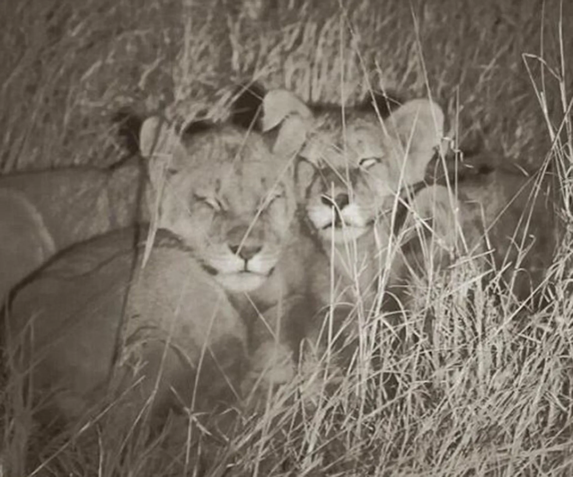 Two lion cubs lying close together in tall grass, captured in a monochrome nighttime photograph.