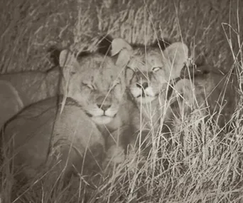 Two lion cubs lying close together in tall grass, captured in a monochrome nighttime photograph.