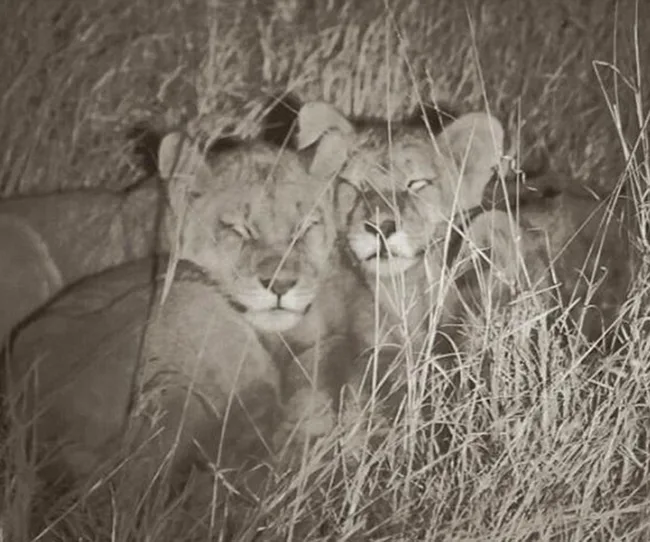 Two lion cubs lying close together in tall grass, captured in a monochrome nighttime photograph.