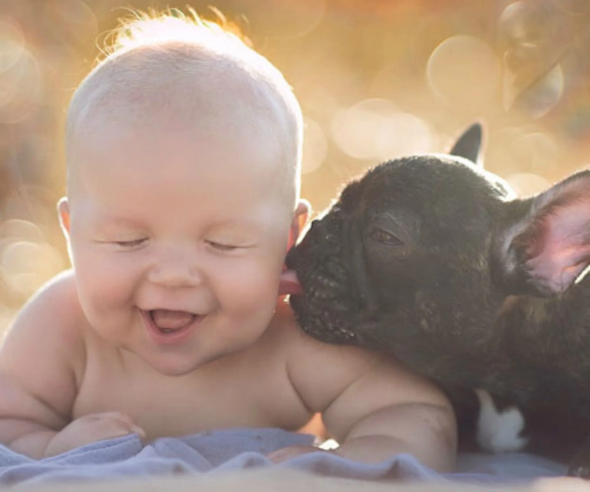 A baby laughing as a bulldog puppy playfully licks their cheek, set against a warm, blurred background.