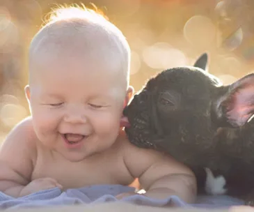 A baby laughing as a bulldog puppy playfully licks their cheek, set against a warm, blurred background.