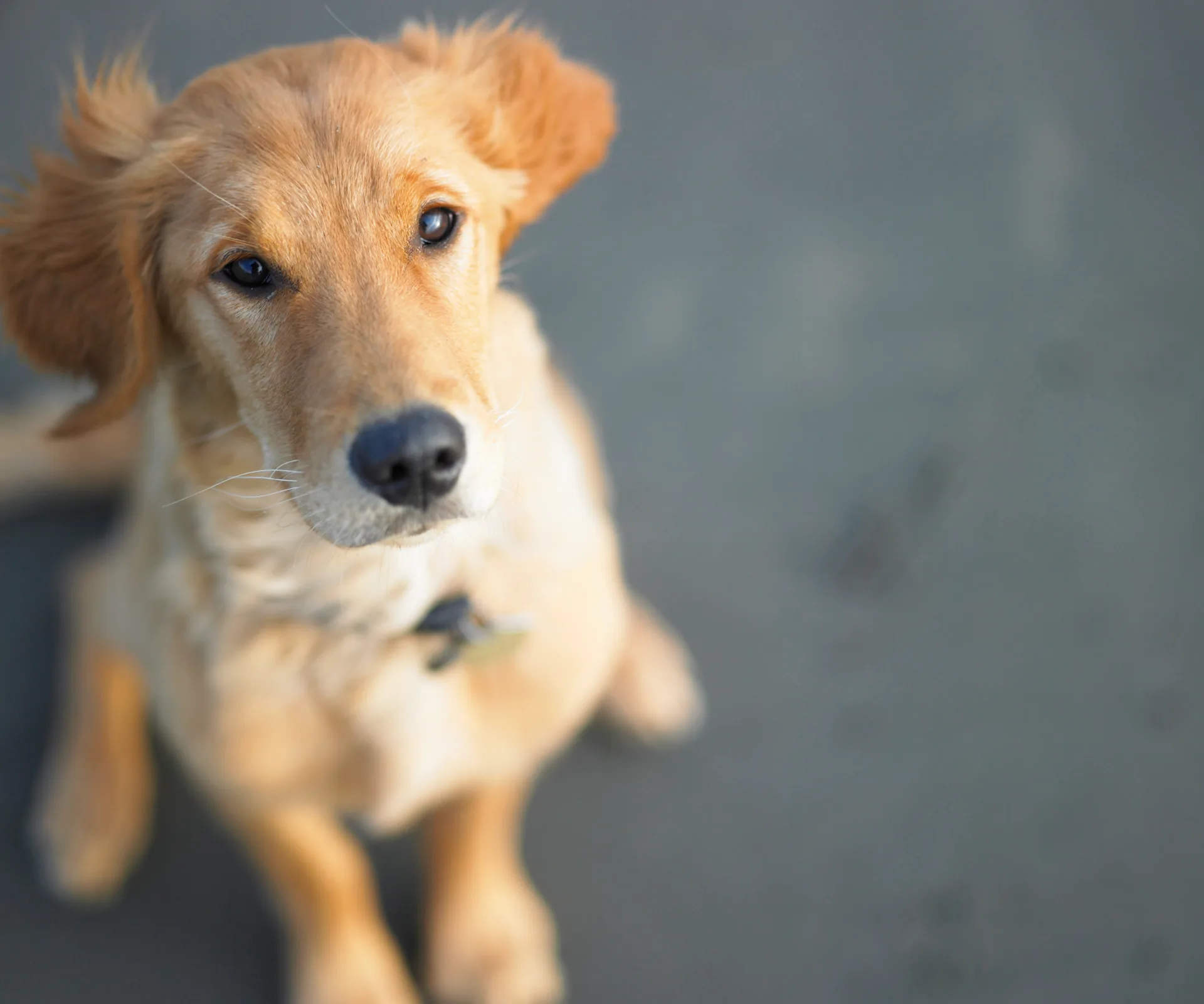 Golden retriever dog sitting on a grey surface, looking up attentively.
