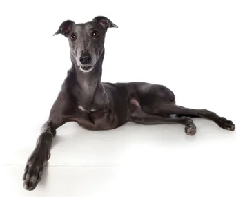 Gray dog with a disability lying down, looking alert against a plain white background.
