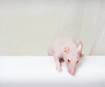 Hairless rat climbing out of a white bathtub.