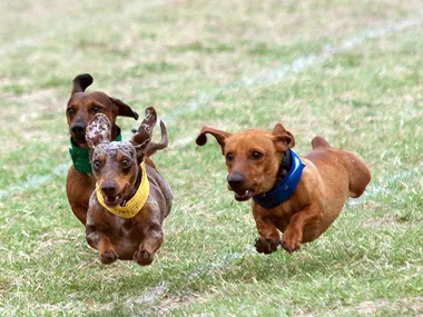Three dachshunds wearing colored bandanas race on grass, ears flapping, in a playful competition.