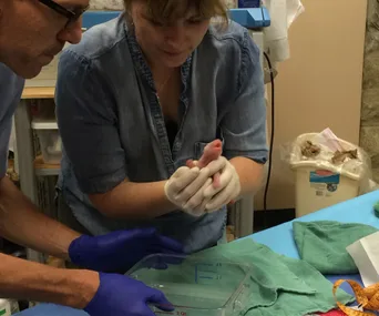 Two veterinarians examine a newborn panda cub in a clinic environment.