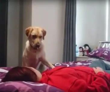 A dog standing alert on a bed next to a person lying down in a red sweater, in a room with curtains and toys on the shelf.