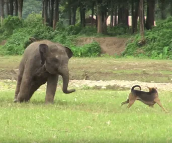 A baby elephant and a dog play together on a grassy field surrounded by a forest.