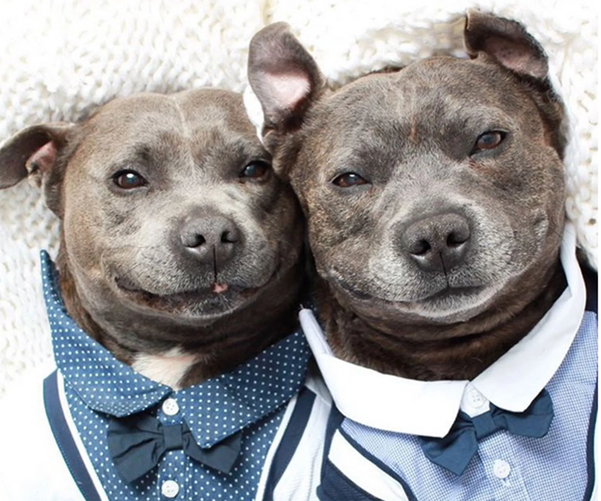 Two Bull Terrier brothers wearing blue shirts and bow ties, snuggled close together, lying on a cozy textured blanket.