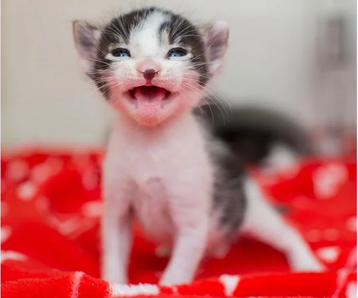 A tiny kitten with black and white fur meows while sitting on a red blanket.