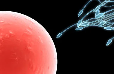 Sperm cells approaching an egg cell, concept of fertilization, on a black background.