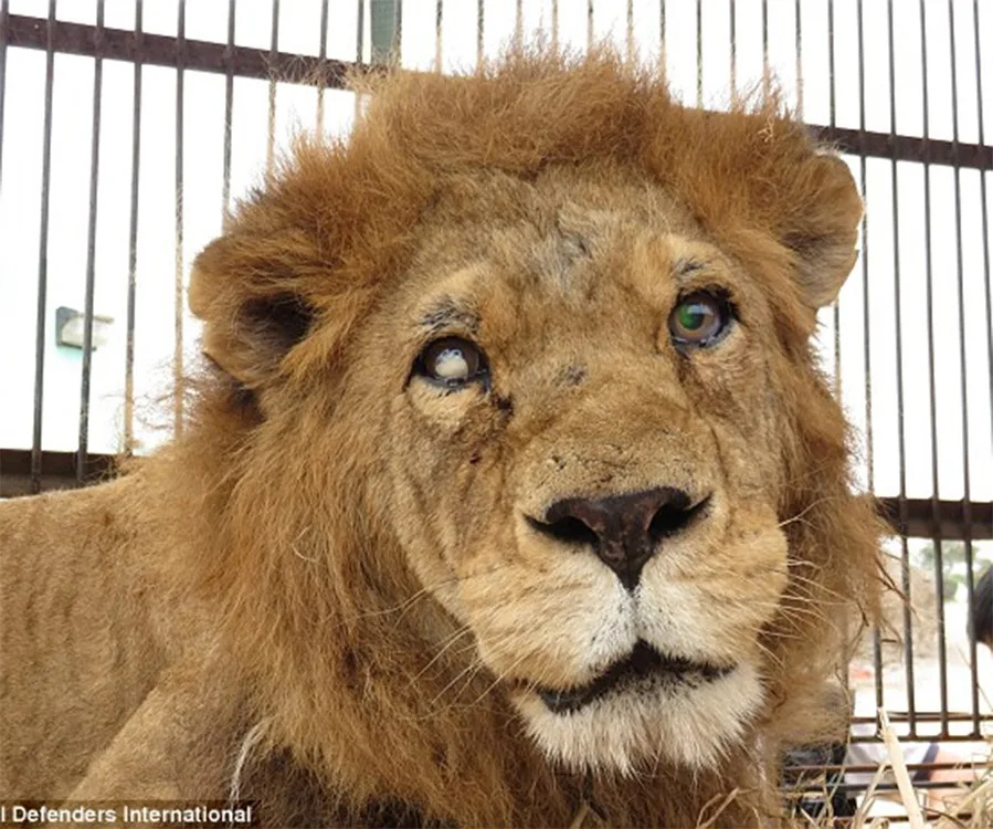 Blind lion with a cataract in a cage, rescued from an underground circus by Animal Defenders International.