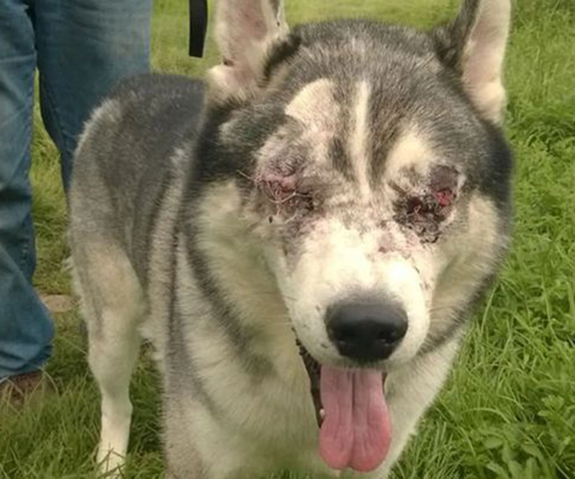 Husky dog with severe eye injury standing on grass with mouth open, tongue out, accompanied by a person wearing jeans.