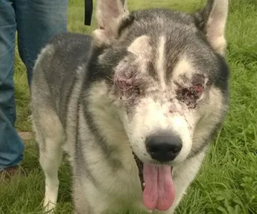 Husky dog with severe eye injury standing on grass with mouth open, tongue out, accompanied by a person wearing jeans.