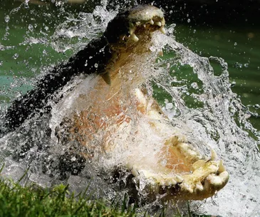 Widows recount late husbands’ crocodile attacks