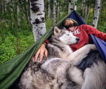 Man and wolfdog cuddling in a hammock in a birch forest, both peacefully asleep, surrounded by greenery.