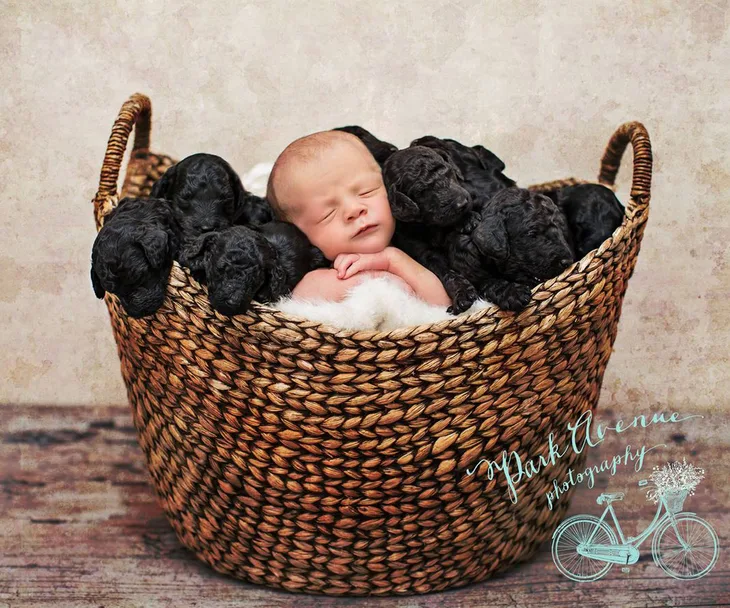 Baby asleep in a basket surrounded by black puppies, against a soft background.