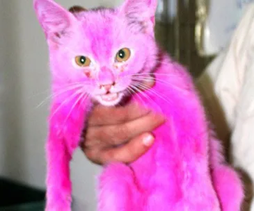 A cat dyed bright pink, held by a person's hand, against a blurred background.