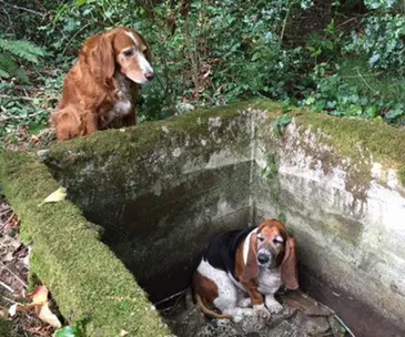 Two dogs, one trapped in a concrete pit, the other standing guard above, surrounded by greenery.