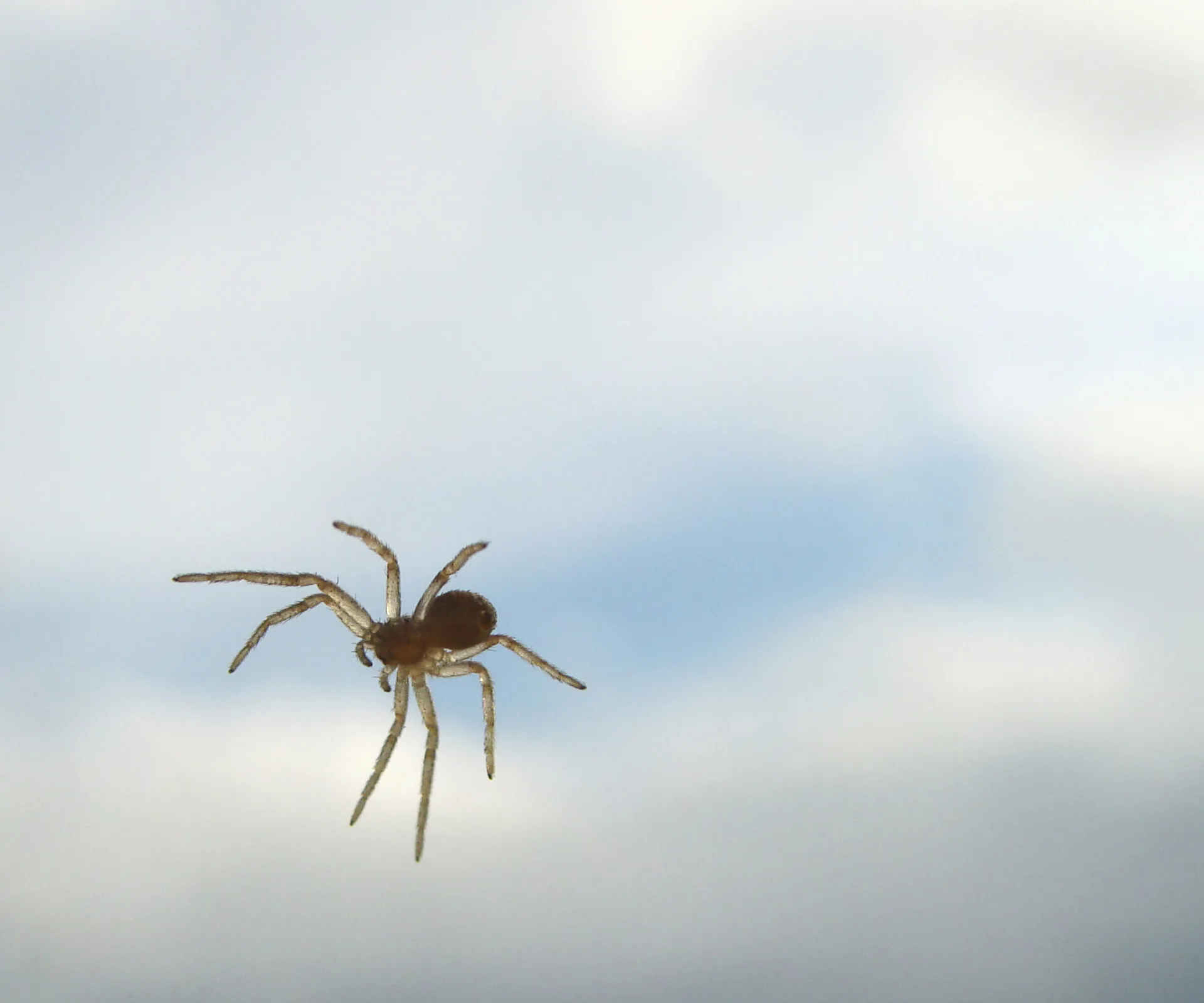A small spider suspended against a cloudy sky background.