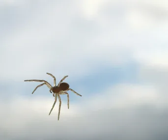 A small spider suspended against a cloudy sky background.