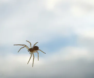 A small spider suspended against a cloudy sky background.