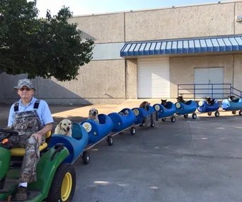 Man in overalls drives lawn tractor pulling a train of blue barrels with dogs inside.