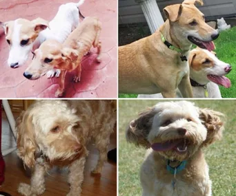 "Before and after photos of two thin dogs now healthy and happy, and a scruffy dog transformed into fluffy and playful."