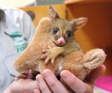 Young possum cradles a stuffed kangaroo toy while being held gently in someone's hands.
