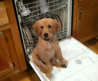 10 things only people with dogs know