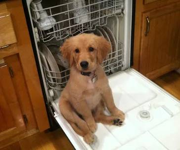 Young golden retriever puppy sitting inside an open dishwasher looking up at the camera.