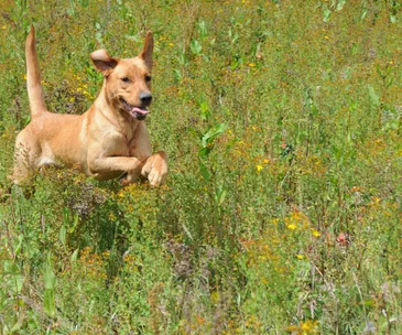 Introducing Doggy Heaven, where rescued dogs get to play everyday