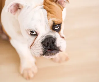 A close-up of an English bulldog with a wrinkled face and expressive eyes looking upward with a neutral background.